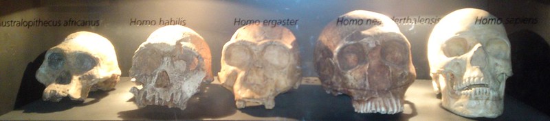 Hominid skulls