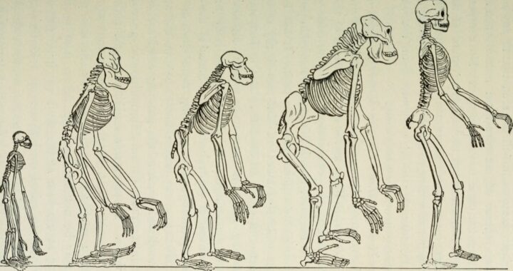 anthropology