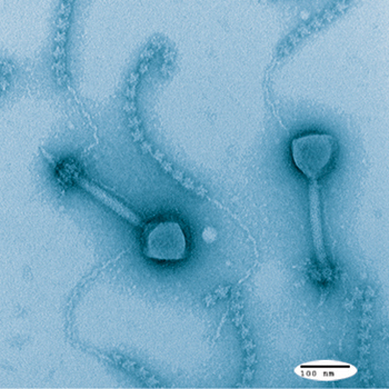 Marine virus identified in the Tara oceans. (Image credit: Jennifer Brum, Tucson Marine Phage Lab)
