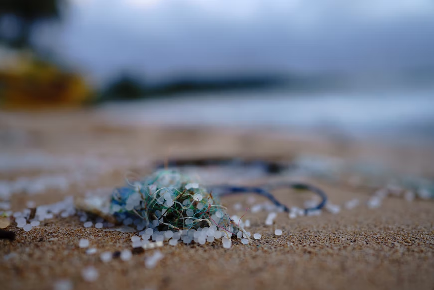 microplastics are abundant and have the capacity for more heat, thus possibly raising the temperature of turtle nesting beaches