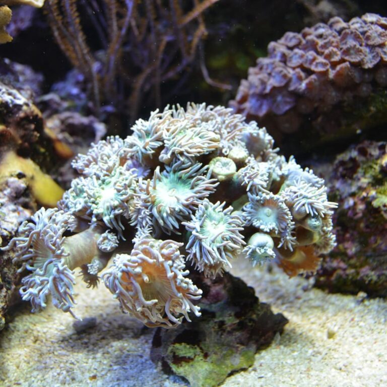 The Pharmaceutical Treasures of Marine Ecosystem