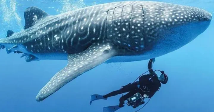 shark