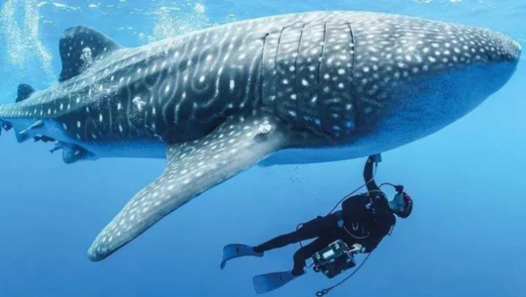 Fortuitous Discovery: World’s Biggest Shark is not Carnivorous