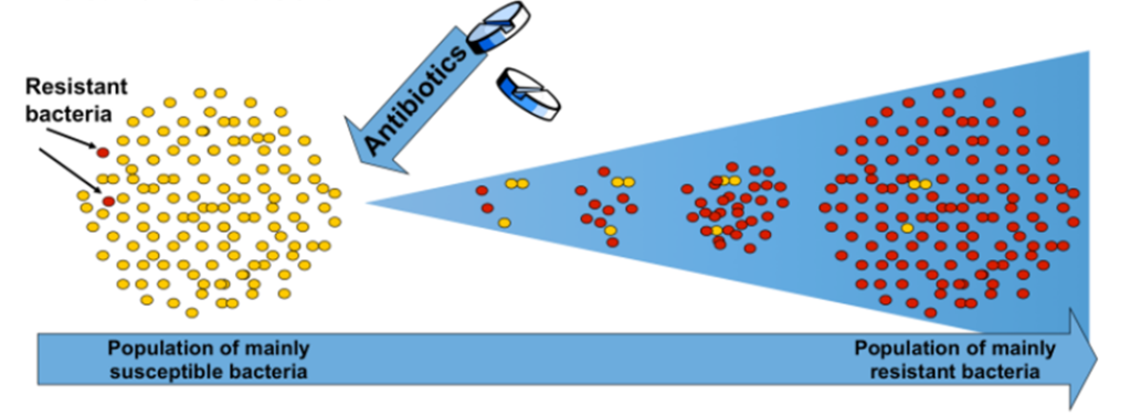 Antibiotics remain ineffective on the resistant bacteria