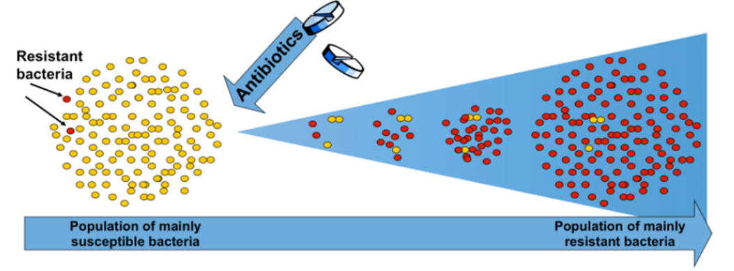 antibiotic-resistance-a-war-against-an-invisible-pandemic-scientia