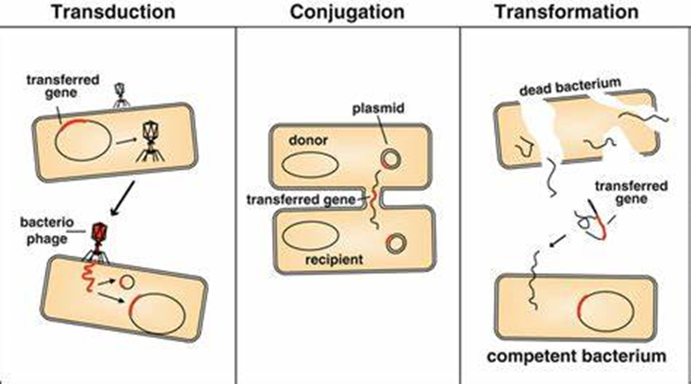 Horizontal Gene Transfer