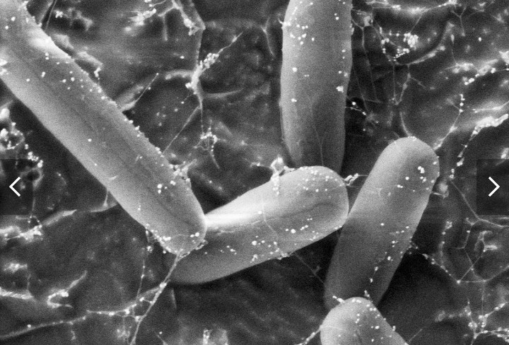 The researchers found that E. coli grown in space showed increased resistance to multiple antibiotics compared to E. coli grown on Earth.