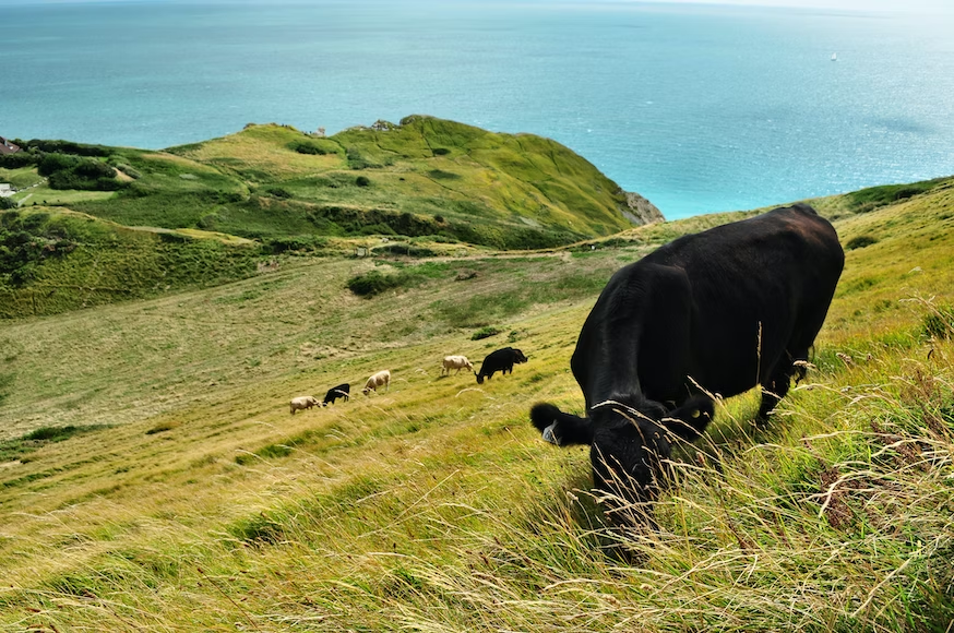 Grazing off the top of the grass allows it to grow back again in a month or so instead of just turning dry and yellow.