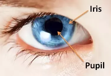 The size of the pupil is not fixed and adjusts automatically concerning the light it is exposed to. If it is dark outside, the pupil is dilated.