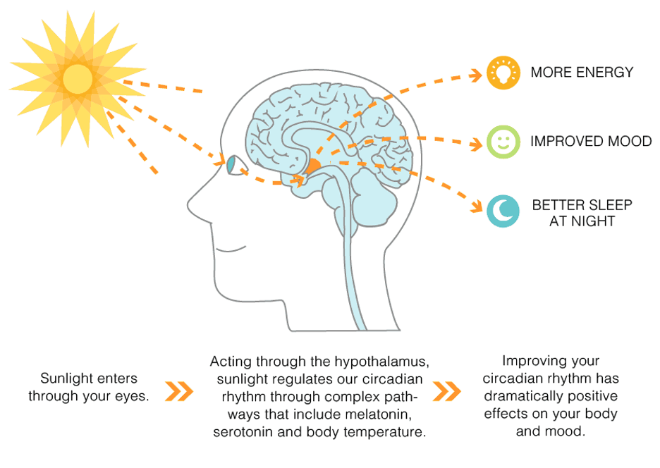 Happy Hormone ‘Serotonin’ under the influence of Sunlight