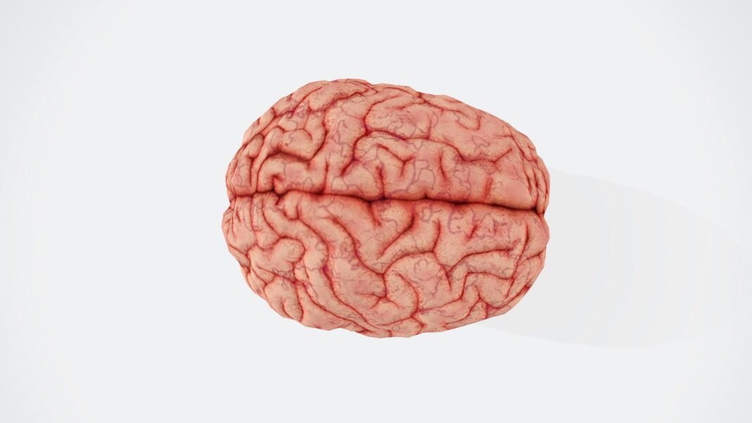 brain