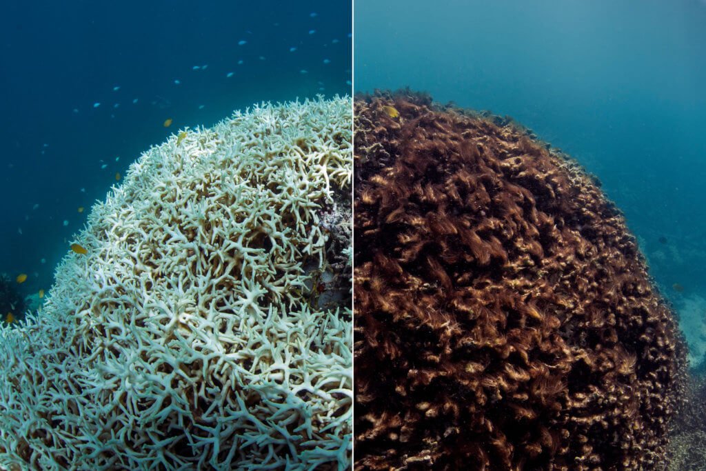 A before and after photo of coral bleaching on Lizard Island, Great Barrier Reef, Queensland. Photo credit: The Ocean Agency.
