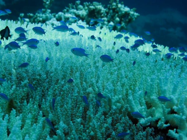 Coral bleaching (Photo credit: Scientific American)