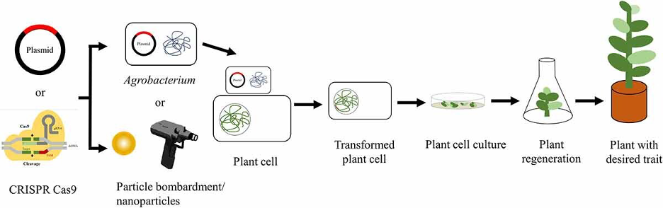 The various techniques and tools for genetic engineering to acquire desirable traits in plants.