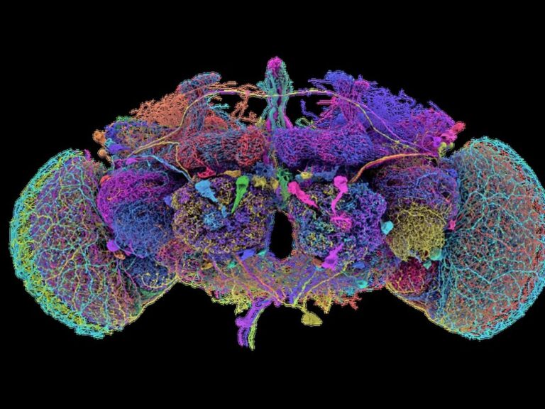 Adult Fruit Fly Brain Mapped: A Giant Leap to Understand the Human Brain?