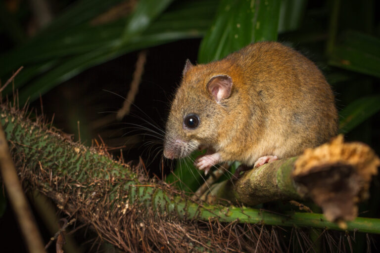 Losing Battle with the Rising Tide: The Tragic Tale of Bramble Cay Melomys