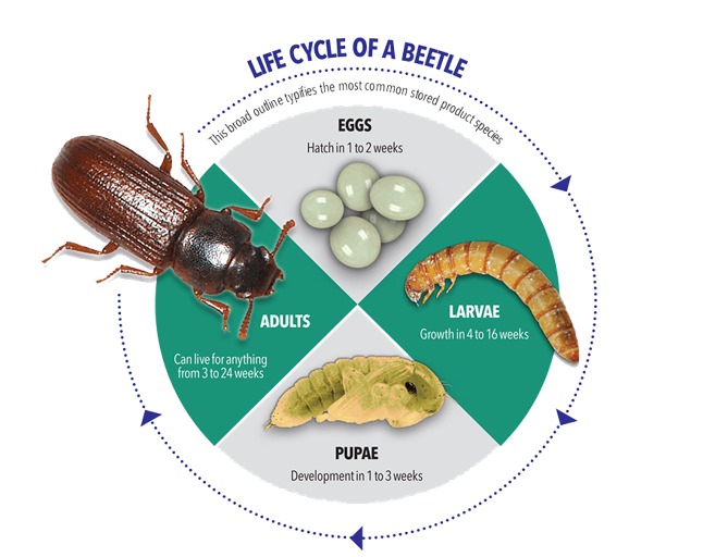 insects