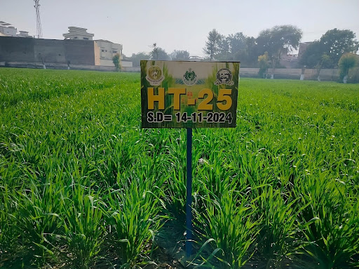 wheat