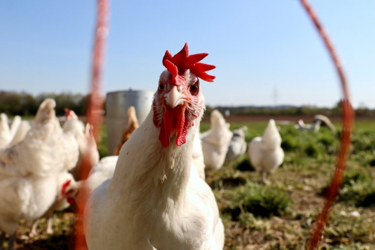 Antibiotics in Chicken Farming: A Recipe for Disaster in the Fight Against Antimicrobial Resistance Antibiotics in Chicken Farming: A Recipe for Disaster in the Fight Against Antimicrobial Resistance
