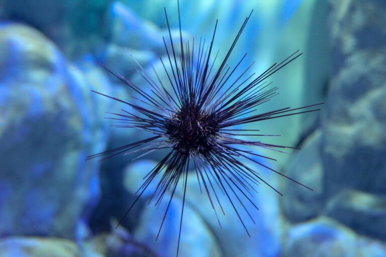 The Surprising Smarts of Sea Urchins: Nature’s Tiny Brainiacs