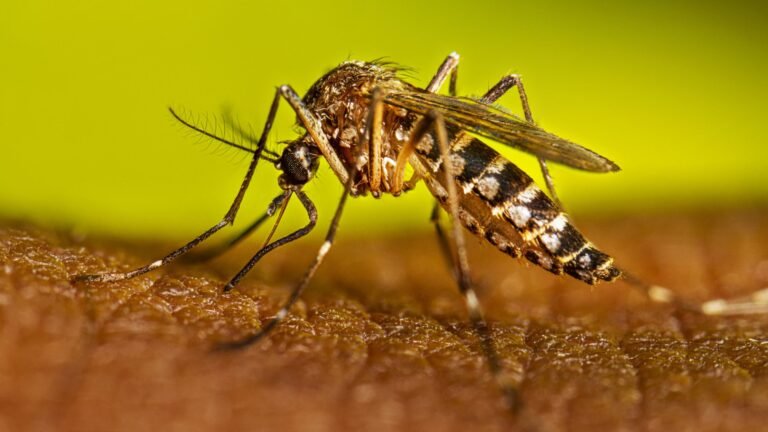 Mosquito-Borne Diseases on the Rise: Protect Yourself This Summer