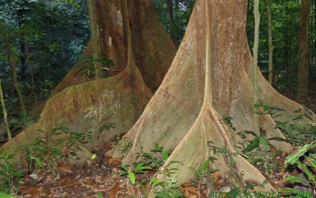 DIPTEROCARPS TREES