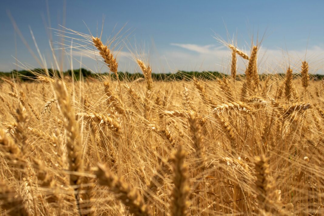 samuel-myles-NHiMn8_60P4-unsplash food security