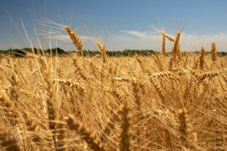 Water, Wheat and Want: Why COP31’s Food Security Agenda Matters for Pakistan